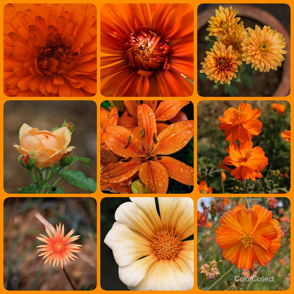 A ColorCollect photo montage in the color pop frame style