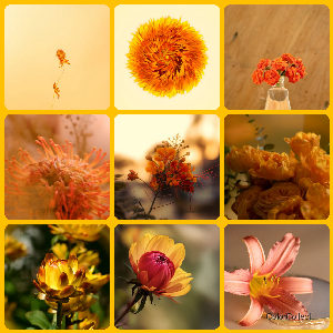 A Amber photo montage