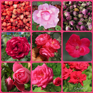 A Rose photo montage