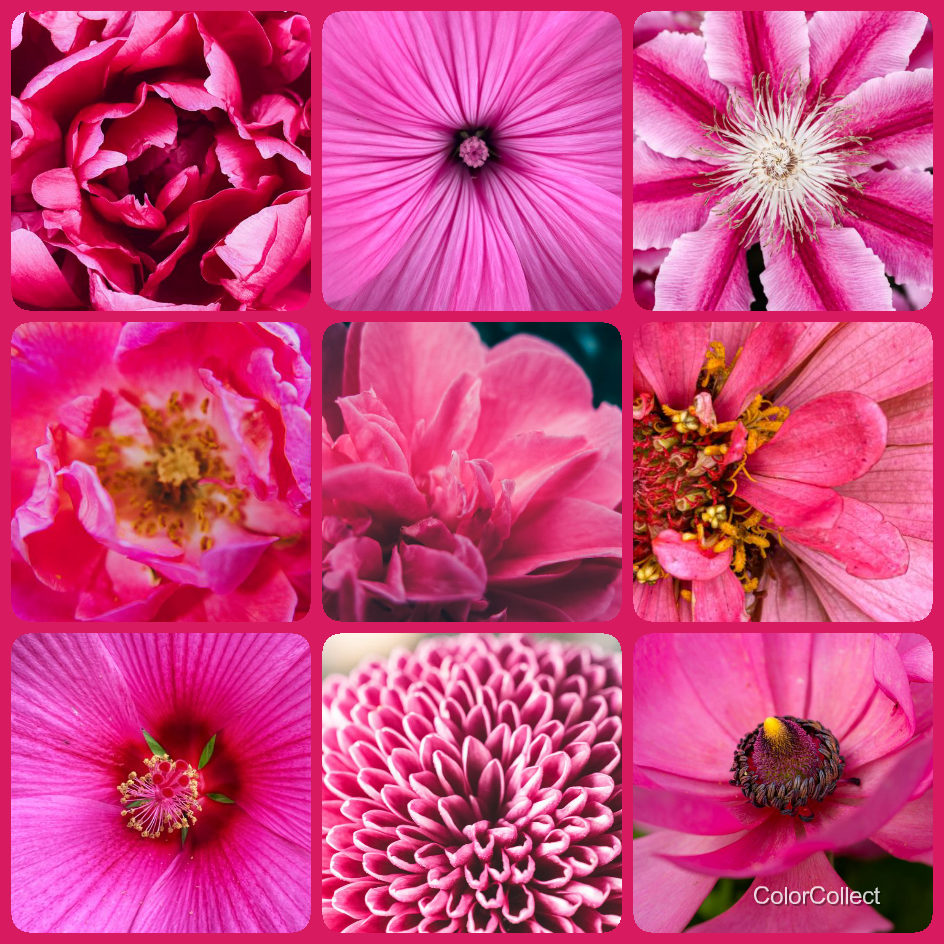 A ColorCollect photo montage in Pink, nine real-world photos matching the color.