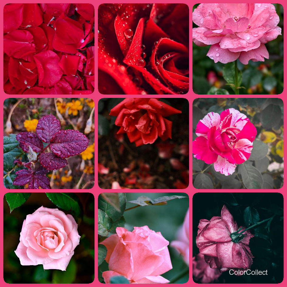 A ColorCollect photo montage in Rose, nine real-world photos matching the color.