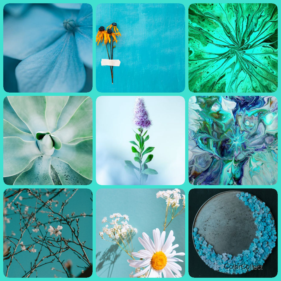 A ColorCollect photo montage in Turquoise, nine real-world photos matching the color.