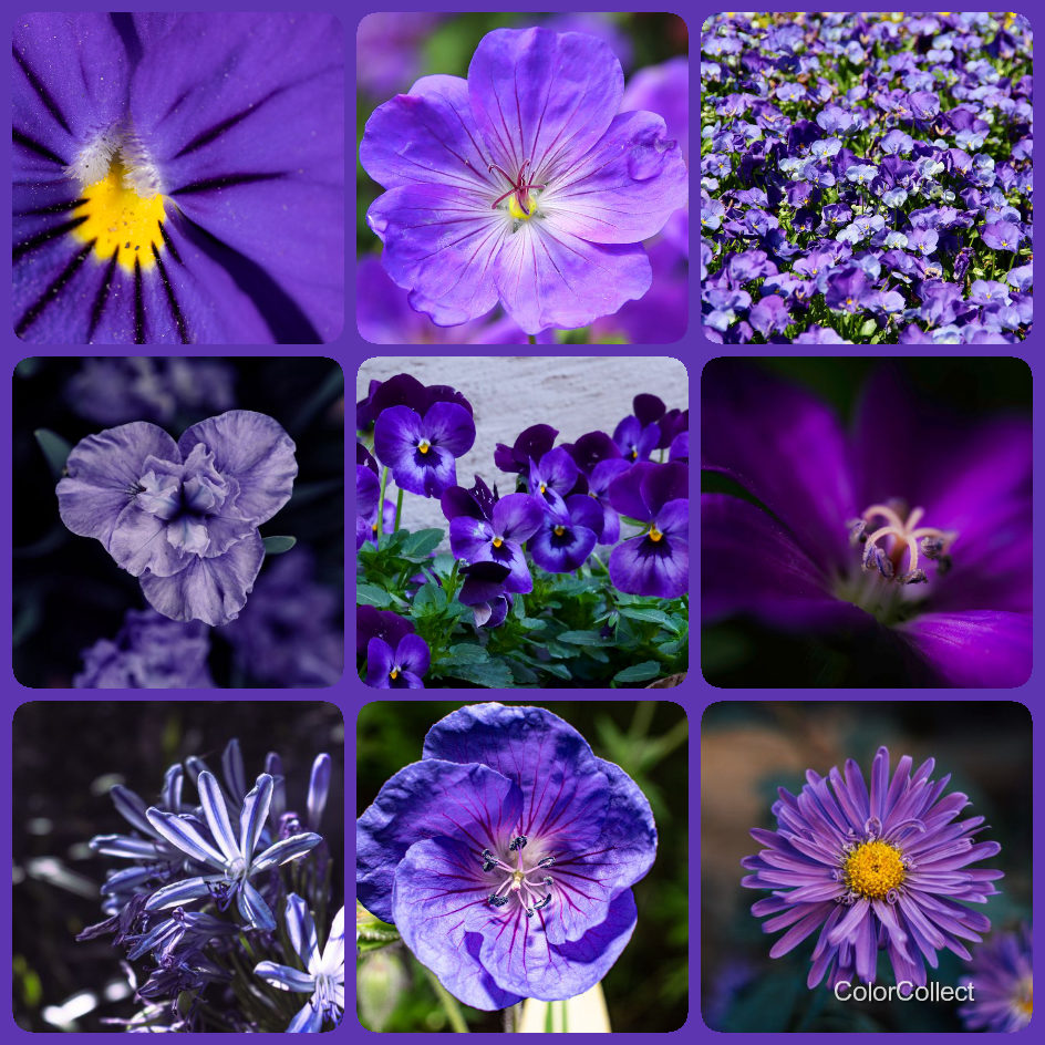 A ColorCollect photo montage in Violet, nine real-world photos matching the color.