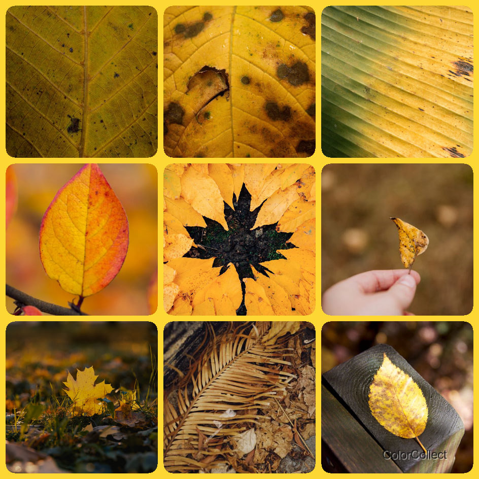 A ColorCollect photo montage in Yellow, nine real-world photos matching the color.
